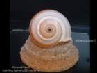 ledmore2_small.jpg